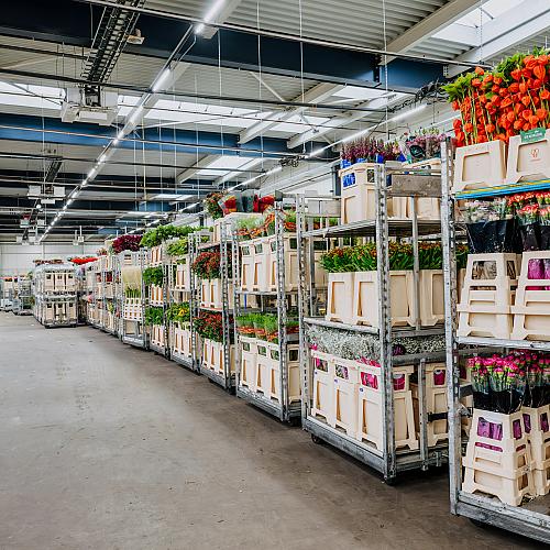 Grote opslagruimte gevuld met stalen karren vol bloemen in kratten, gereed voor distributie binnen het bloemenbedrijf.